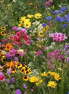 Wild Flowers